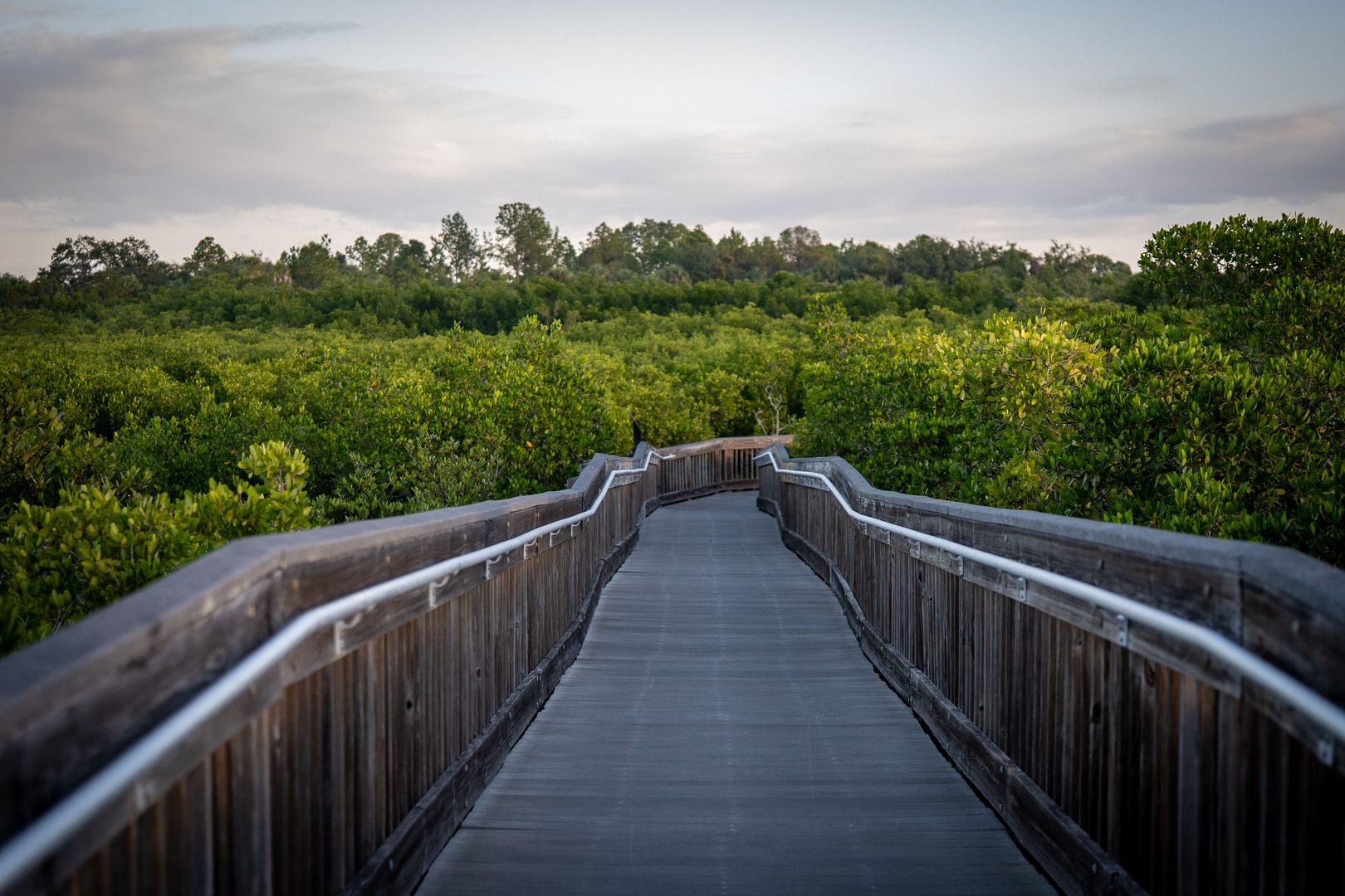 The elevated boardwalk at Weedon Island Preserve winds through protected mangrove forests along Old Tampa Bay. Featuring raised trails, paved paths, and a 45-foot observation tower with panoramic views of Tampa and St. Petersburg, it offers a rare immersive nature experience just minutes from Amara Bay.