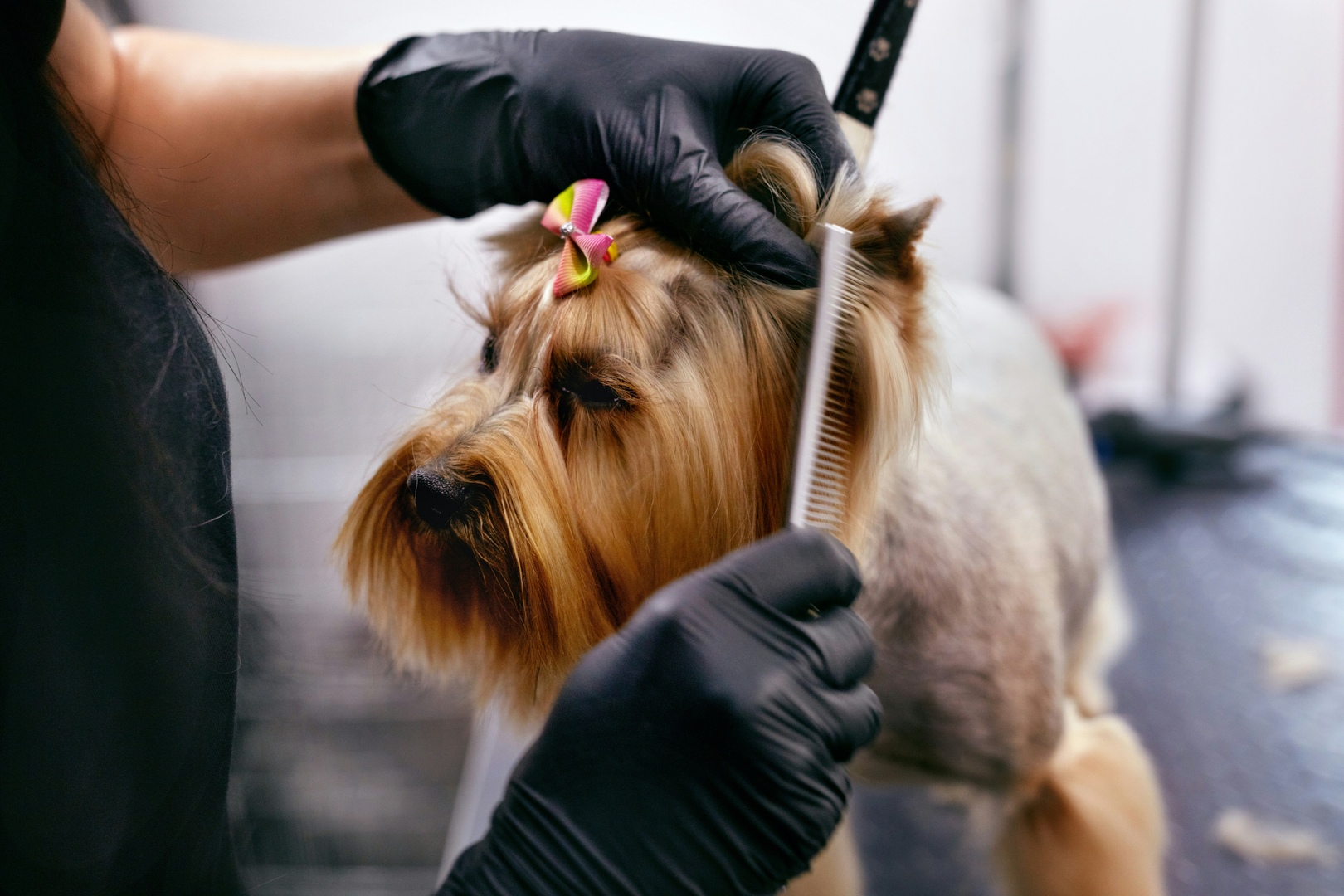 pet spa